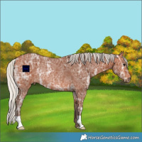 Horse Color:Silver Bay Ice Rabicano