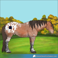 Horse Color:Bay Ice Appaloosa 