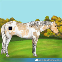 Horse Color:White Spotted Silver Buckskin Ice Rabicano