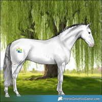 Horse Color:Brown Splash Appaloosa Rabicano