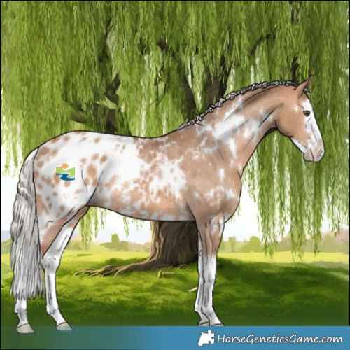 Horse Color:White Spotted Silver Bay Dun Splash Appaloosa Rabicano 