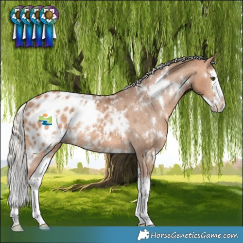 Horse Color:White Spotted Silver Bay Dun Splash Appaloosa Rabicano 