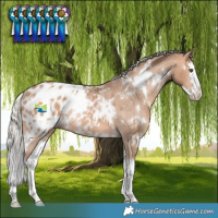Horse Color:White Spotted Silver Bay Dun Splash Blanket Rabicano 