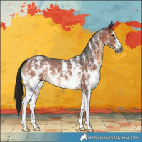 Horse Color:Gray Bay Sabino 