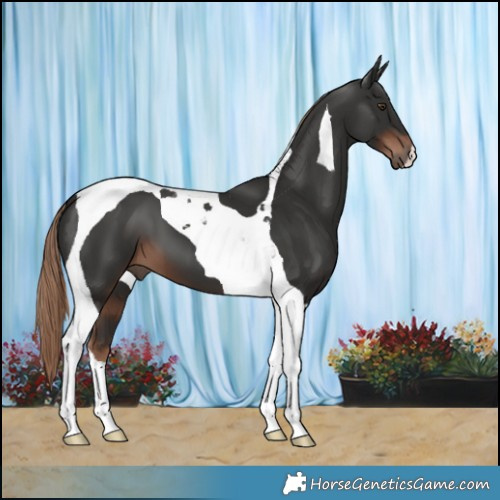 Horse Color:Liver Chestnut Tobiano 
