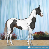 Horse Color:Liver Chestnut Tobiano 