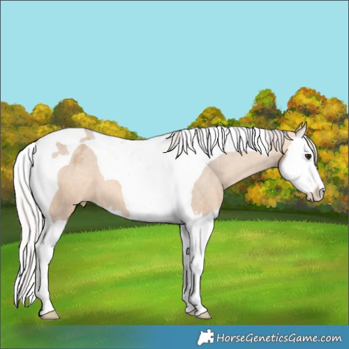 Horse Color:Silver Brown Dun Splash Tobiano Appaloosa 