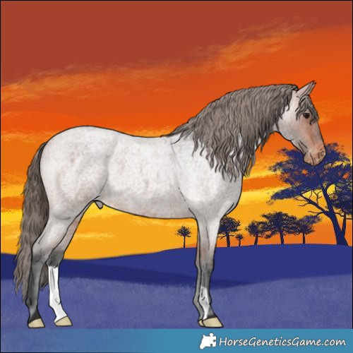 Horse Color:Bay Roan Appaloosa 