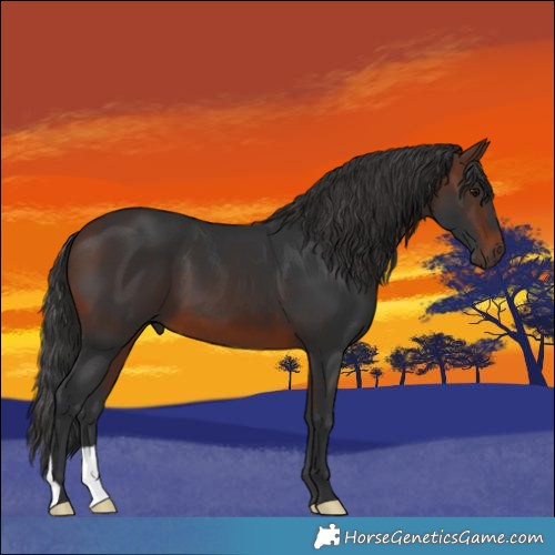 Horse Color:Brown 