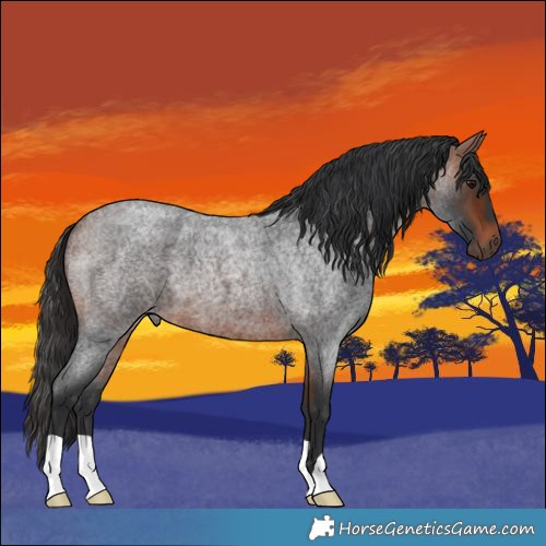 Horse Color:Bay Roan 