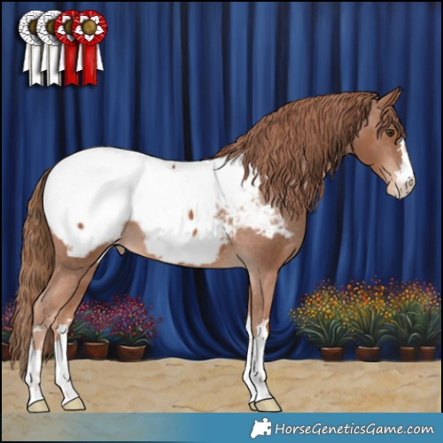 Horse Color:Chestnut Snowcap 