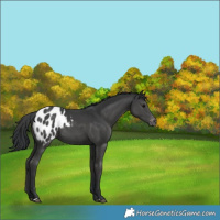 Horse Color:Black Blanket 