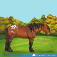 Horse Color:Bay Blanket and Bay Blanket