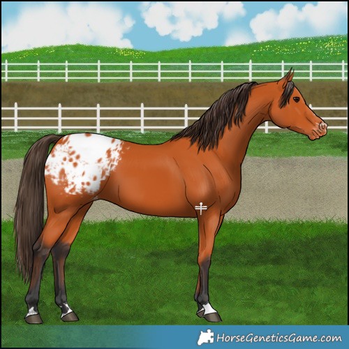 Horse Color:Bay Appaloosa 