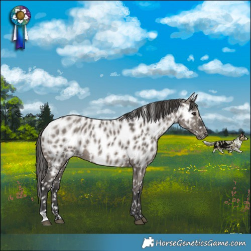 Horse Color:Grullo Appaloosa Rabicano 