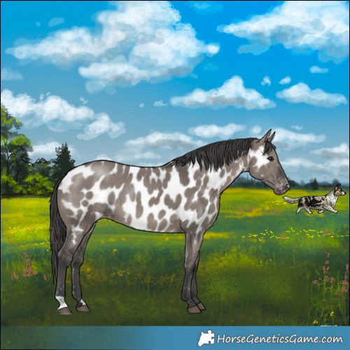 Horse Color:Grullo Appaloosa Rabicano 