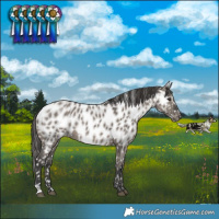 Horse Color:Grullo Near Leopard Rabicano 