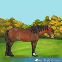 Horse Color:Bay Varnish  and Bay Varnish 