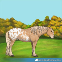 Horse Color:Chestnut Blanket 