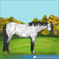 Horse Color:Blue Roan Near Leopard