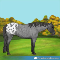 Horse Color:Blue Roan Appaloosa
