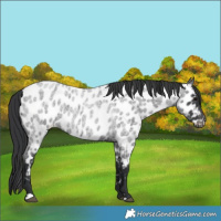 Horse Color:Blue Roan Near Leopard 