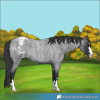 Horse Color:Blue Roan Blanket