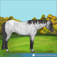 Horse Color:Blue Roan Varnish