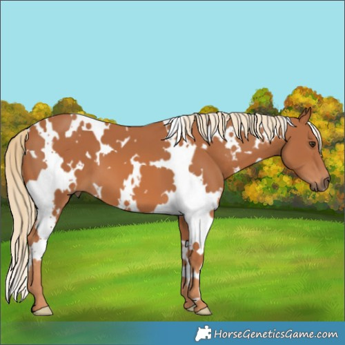 Horse Color:White Spotted Chestnut 