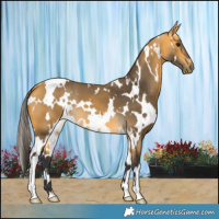 Horse Color:White Spotted Buckskin 