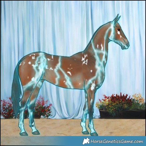 Horse Color:Thunderstruck White Spotted Bay 