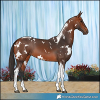 Horse Color:White Spotted Bay Tobiano 