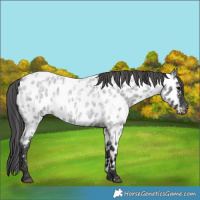 Horse Color:Blue Roan Near Leopard