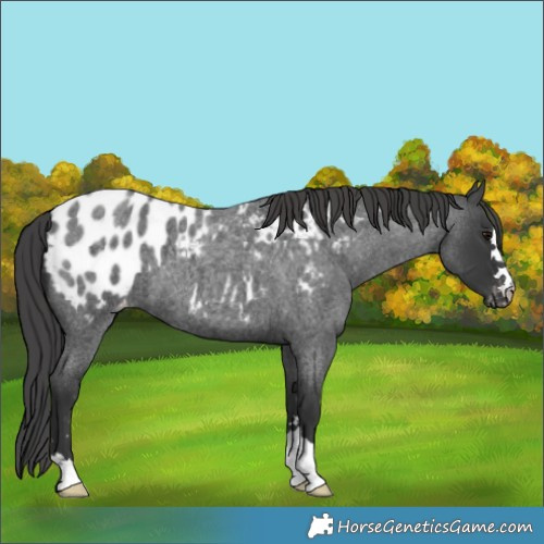 Horse Color:Blue Roan Appaloosa