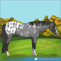 Horse Color:Blue Roan Appaloosa 