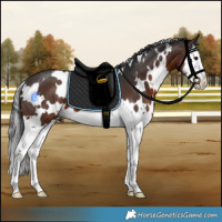 Horse Color:White Spotted Brown Splash