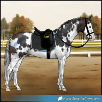 Horse Color:White Spotted Brown Splash