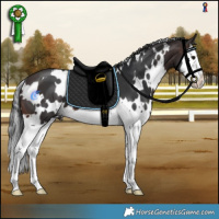 Horse Color:White Spotted Brown Splash 