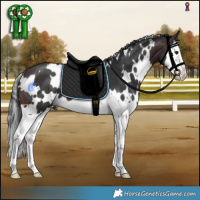 Horse Color:White Spotted Brown Splash 