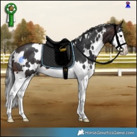 Horse Color:White Spotted Brown Splash 