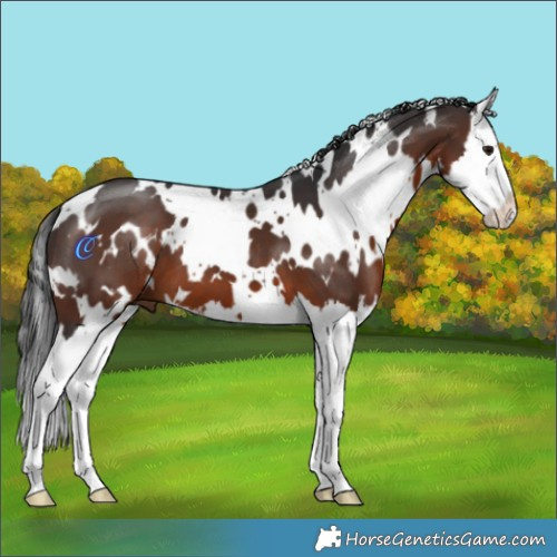 Horse Color:White Spotted Brown Splash 