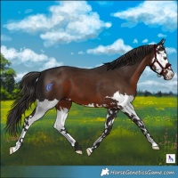 Horse Color:Liver Chestnut Splash 