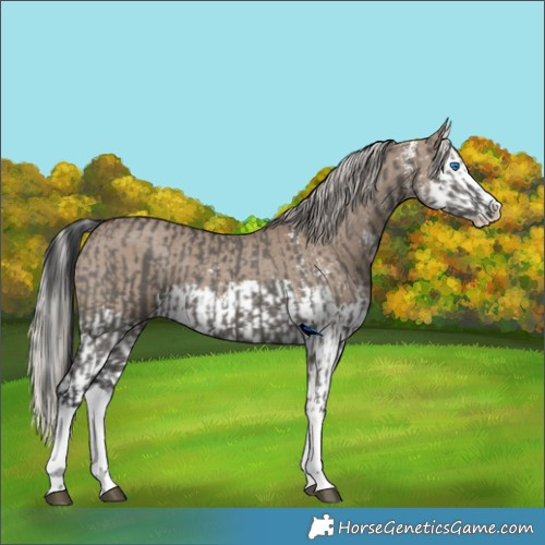 Horse Color:Grullo Sabino Splash  and Silver Grullo Sabino Splash 