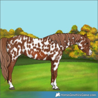 Horse Color:Chestnut Near Leopard 