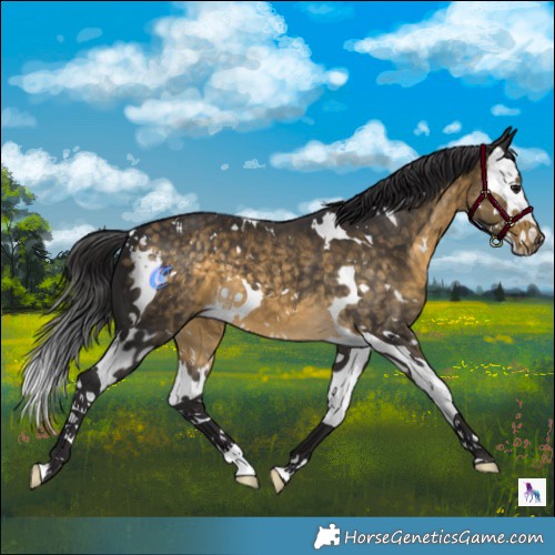 Horse Color:White Spotted Buckskin Splash 