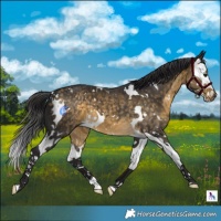 Horse Color:White Spotted Buckskin Splash