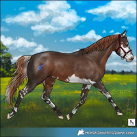 Horse Color:Liver Chestnut Splash 
