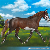 Horse Color:Liver Chestnut Splash 