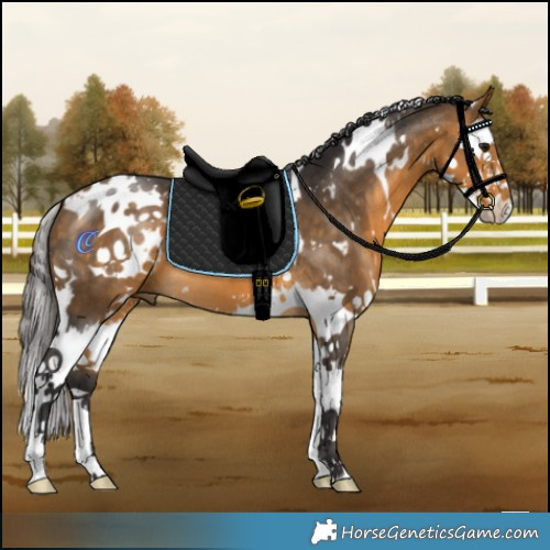 Horse Color:White Spotted Buckskin Splash