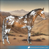 Horse Color:White Spotted Buckskin Splash 